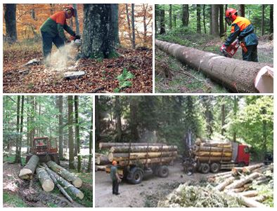E-tečaj „Održivo gospodarenje šumama: od teorije do prakse“