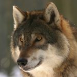 Article „Who's afraid of the big bad wolf? Socio-economic and cultural effects of the wolf habitats in Croatia“ has been published
