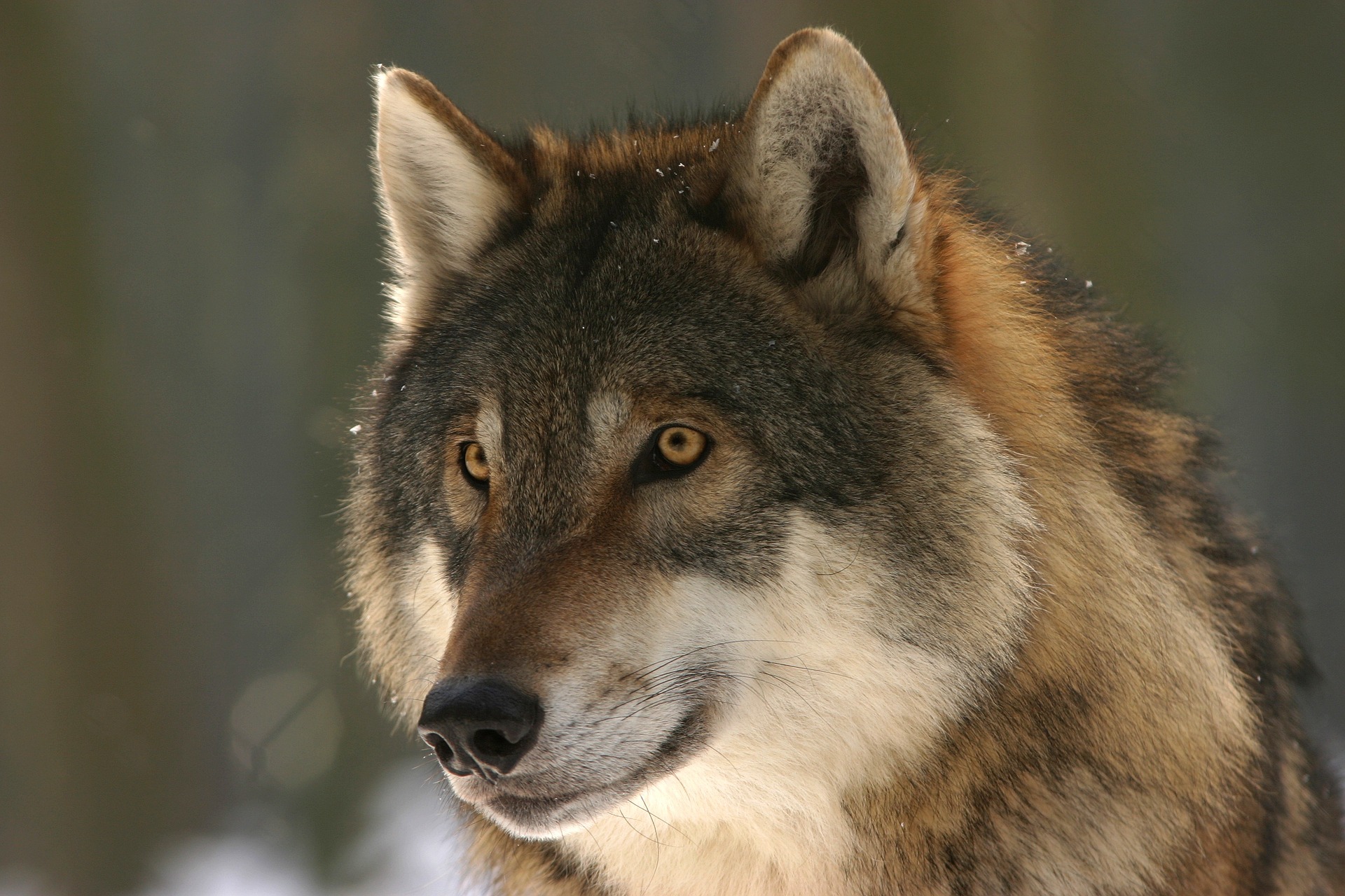 Research results “Who is afraid of the Wolf ?“